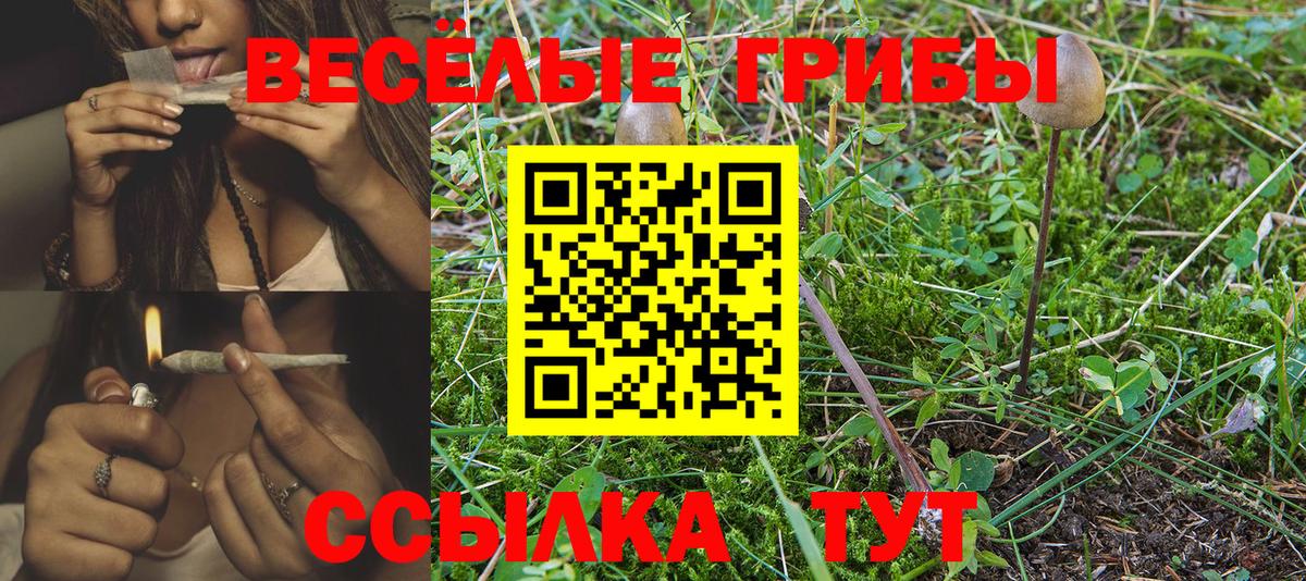 Псилоцибиновые грибы Cubensis Избербаш